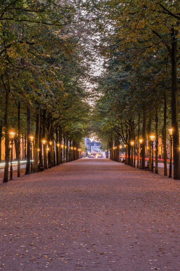 Lange Voorhout in the evening: the lime-tree avenue lined with glowing lanterns